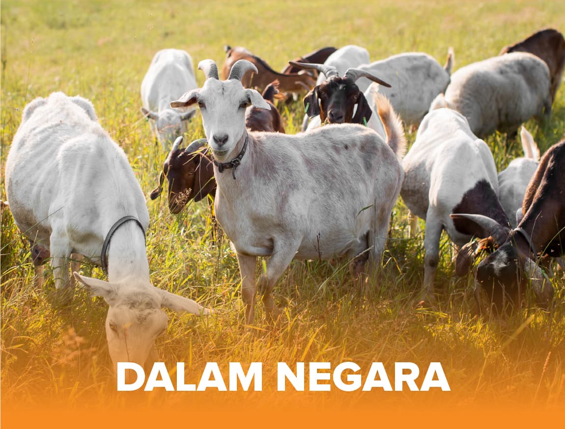 Dalam Negara