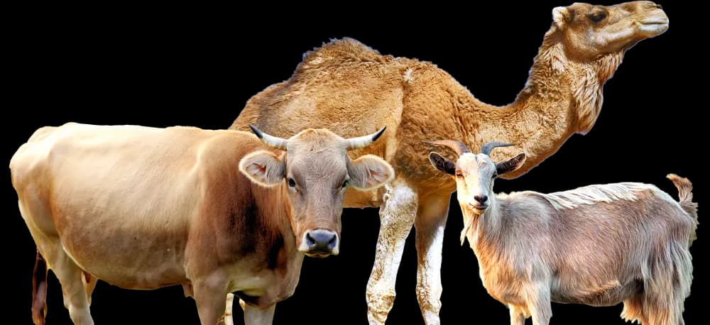animal