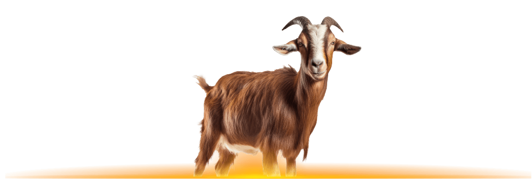Goat