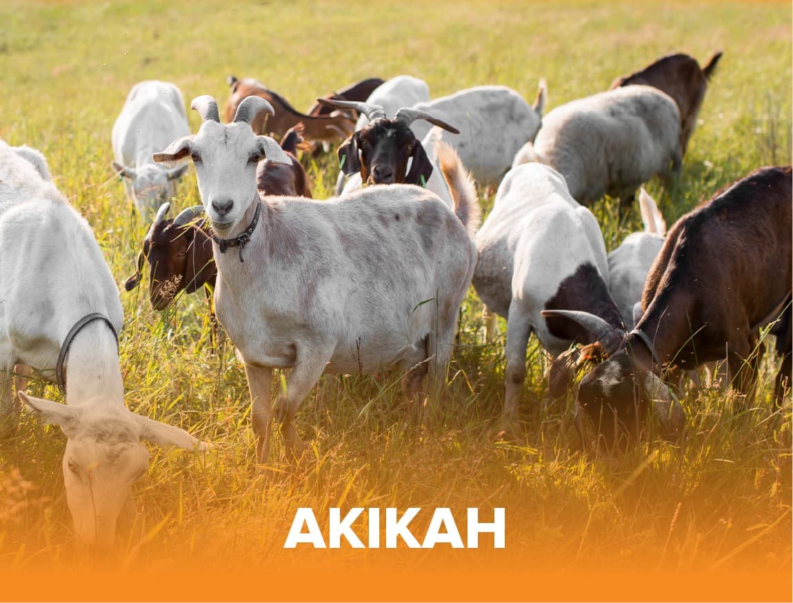 Akikah