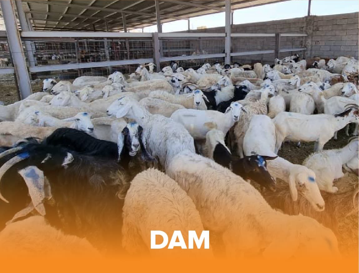Dam