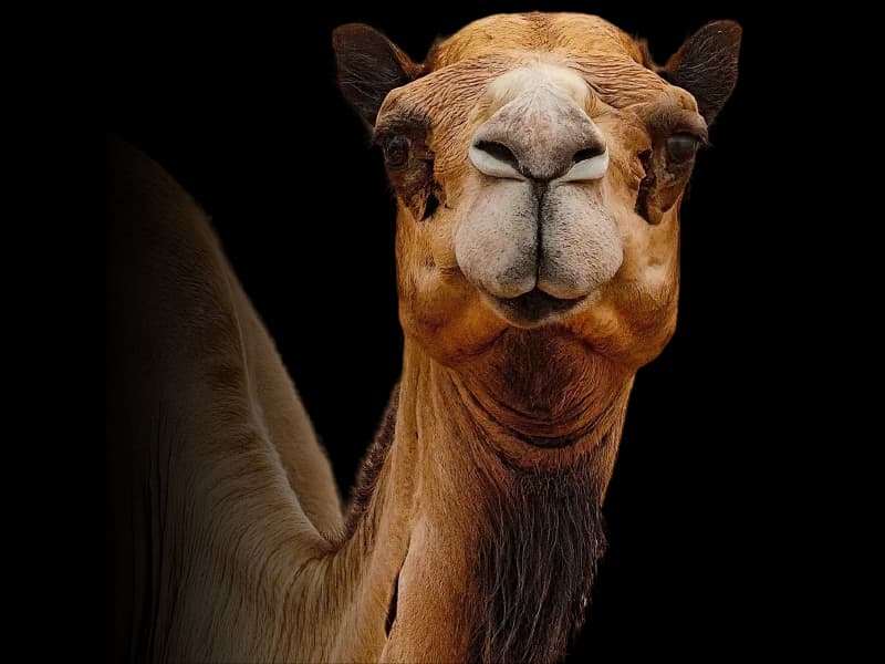 Camel