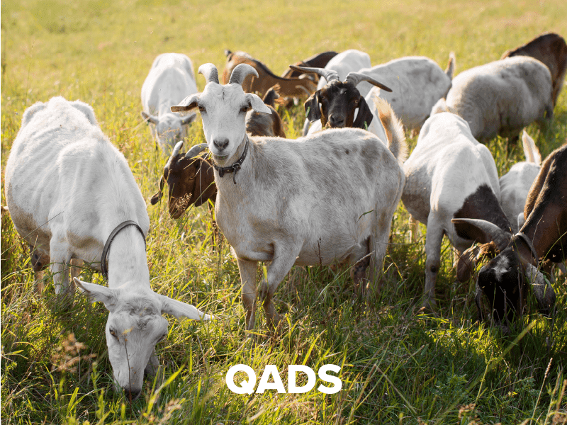 QADS Services
